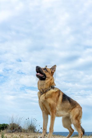 Photo for German shepherd standing in the field looking up at the sky. Vertical portrait with copy space above for advertising a veterinary clinic, pet supplies or dog treats. - Royalty Free Image