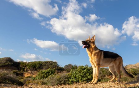 Téléchargez les photos : Le chien de berger allemand souriant attend son régal. Le chien debout dans le champ attendant des friandises pour chiens. Portrait de profil en plein air par une journée ensoleillée. - en image libre de droit