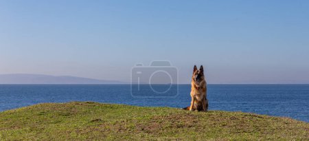 Foto de Un pastor alemán disfrutando del bienestar al aire libre, sentado en la cima de una colina cubierta de hierba con el océano detrás. Banner panorámico con espacio de copia - Imagen libre de derechos
