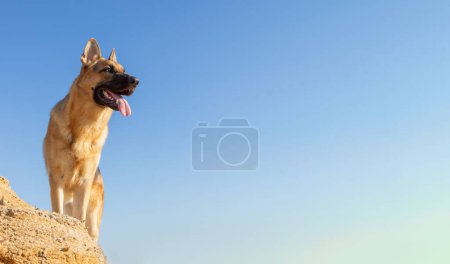Photo for A black and tan German Shepherd scanning the horizon. Panorama banner of a purebred GSD standing on a rock against a beautiful blue sky with copy space for your advertising - Royalty Free Image