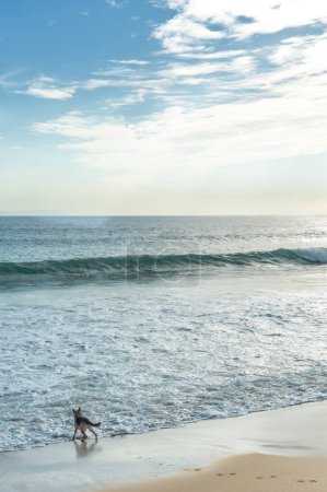 Téléchargez les photos : Un chien solitaire jouissant du bien-être au bord de la mer au lever du soleil. Portrait extérieur avec une esthétique apaisante et introspective en cyan clair et blanc - en image libre de droit