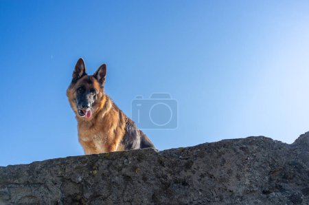 Téléchargez les photos : Un chien berger allemand de race pure assis sur un mur de pierre contre un ciel bleu. Portrait extérieur d'un GSD sur une surface rocheuse avec espace de copie - en image libre de droit