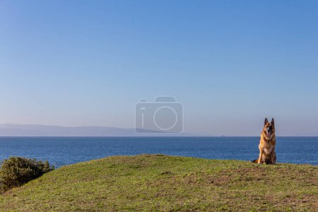 Photo for A German Shepherd enjoying wellbeing in the outdoors, sitting on top of a grass covered hill with the ocean behind - Royalty Free Image