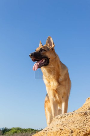Foto de Un pastor alemán de raza pura de pie sobre una roca contra un hermoso cielo azul que examina el terreno. Retrato exterior con espacio de copia. - Imagen libre de derechos