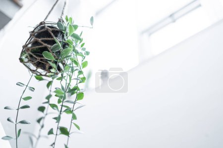 Hanging houseplants with copy space