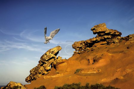 Photo for A kingfisher landing on a wind-eroded rock - Royalty Free Image