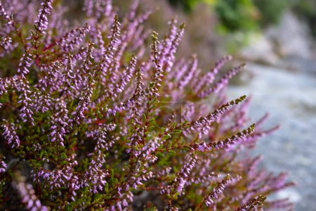 Calluna vulgaris en púrpura, sobre un fondo borroso. Hermoso brezo común floreciente, al aire libre.