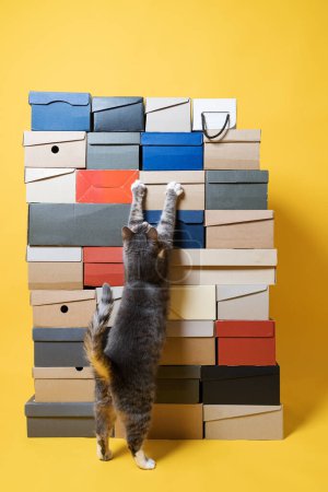 Photo for Different shoeboxes and a cat that hugs them, standing on its hind legs, on a yellow background. Close-up. - Royalty Free Image