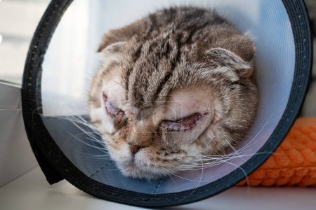 Photo for Cat after surgery on the eyes, with stitches on the lower eyelids, in the Elizabethan collar. Bilateral entropion in the pet. Close-up. - Royalty Free Image