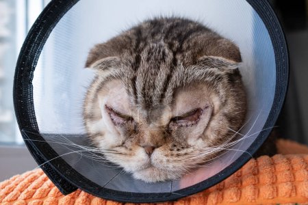 Photo for Cat after surgery on the eyes, with stitches on the lower eyelids, in the Elizabethan collar. Bilateral entropion in the pet. Close-up. - Royalty Free Image