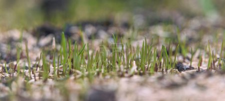 Photo for Close-up of sprouting grass seeds in the garden. - Royalty Free Image