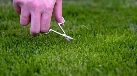 Téléchargez les photos : Symbole pour un perfectionniste qui coupe la pelouse avec de petits ciseaux. - en image libre de droit
