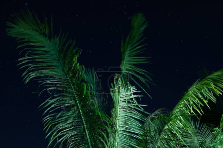 Photo for Background of palm tree and scenic night sky with a stars - Royalty Free Image