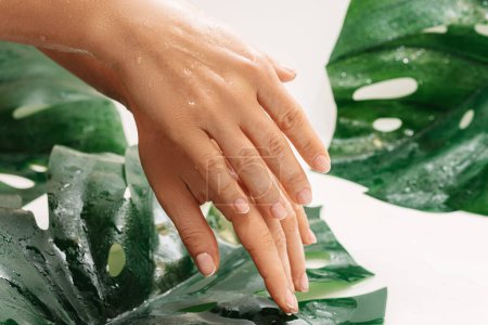 Téléchargez les photos : Gros plan de mains femelles humides à la peau grasse hydratée et aux feuilles tropicales - en image libre de droit