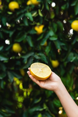 Photo for Woman holds half of a juicy lemon in her hand on blurry lemon tree background. - Royalty Free Image