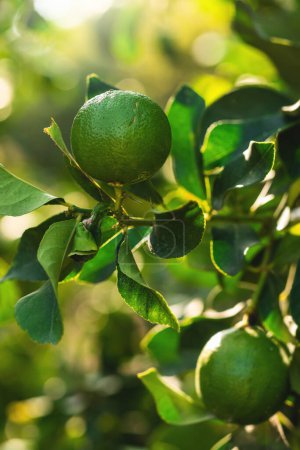 Téléchargez les photos : Gros plan de citrons verts mûrs sur le petit arbre sempervirent - en image libre de droit
