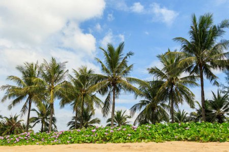 Photo for Background of green coconut palm trees and beautiful sky with clouds - Royalty Free Image