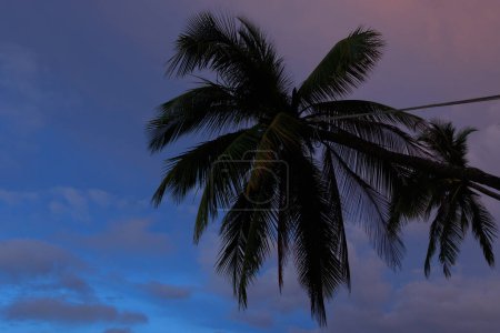 Photo for Beautiful scenery with closeup shot of a palm tree on a cloudy twilight sky background. - Royalty Free Image
