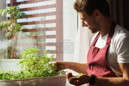 Photo for Young smiling bearded man harvests fresh home grown basil leaves and holds them in his hand. - Royalty Free Image