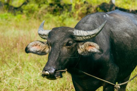 Foto de Un primer plano de un tranquilo toro de pelo corto negro domesticado con cuernos largos pastando en un pasto. - Imagen libre de derechos
