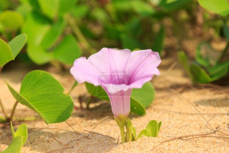 Foto de Primer plano de florecimiento rosa flor de la gloria de la mañana creciendo en la playa de arena. - Imagen libre de derechos