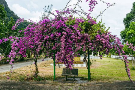 Photo for A closeup shot of a blossoming bright pink bougainvillea tree in a public park in Thailand. - Royalty Free Image