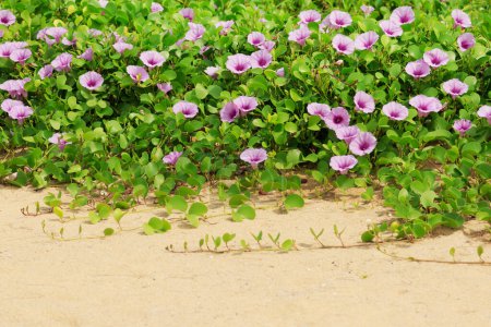 Foto de Primer plano de flores rosadas florecientes de la gloria matutina creciendo cerca de la playa de arena. - Imagen libre de derechos