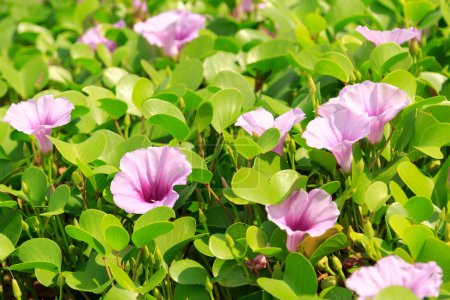 Foto de Primer plano de flores rosadas florecientes de la gloria de la mañana creciendo en el prado verde. - Imagen libre de derechos
