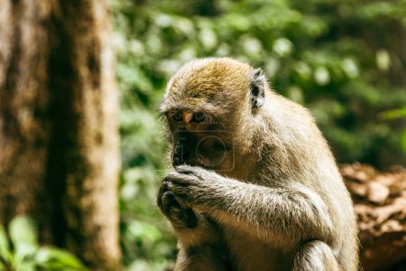 Foto de Primer plano de un macaco salvaje comiendo fruta en un hábitat natural en un bosque tropical profundo en Tailandia. - Imagen libre de derechos