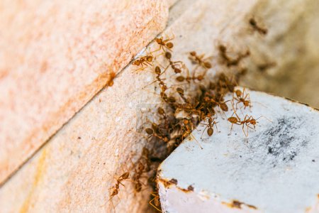 Téléchargez les photos : Une dangereuse colonie de fourmis en colère grouille le mur d'une maison de construction humaine. - en image libre de droit