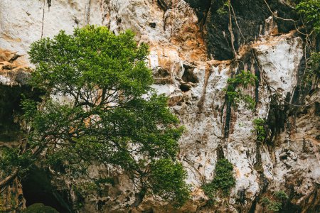 Foto de Escarpado acantilado de piedra caliza cavernosa cubierto de raíces y árboles de crecimiento vertical. - Imagen libre de derechos