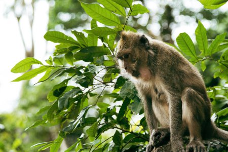 Foto de Un mono macaco adulto está sentado en una roca en un hábitat natural en un bosque tropical profundo y exuberante en Tailandia. - Imagen libre de derechos