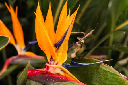 Photo for Closeup shot of a fresh colorful bird of paradise flower in the tropical forest. - Royalty Free Image