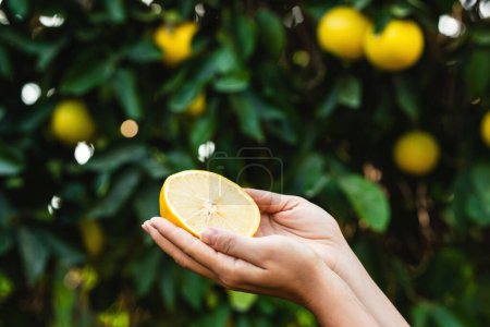 Foto de Mujer sostiene la mitad de un jugoso limón en sus manos sobre un fondo borroso de limonero. - Imagen libre de derechos