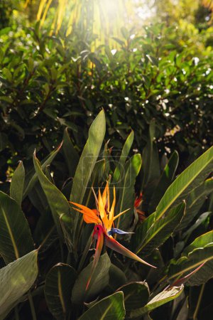 Foto de Primer plano de un pájaro fresco y colorido de la flor del paraíso en el bosque tropical. - Imagen libre de derechos