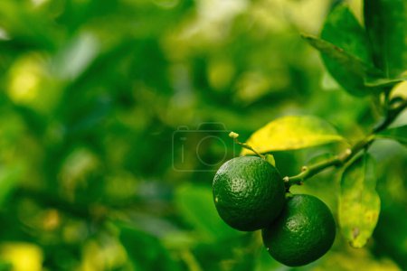 Téléchargez les photos : Gros plan de citron vert mûr sur le petit arbre sempervirent - en image libre de droit