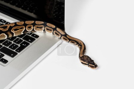 Téléchargez les photos : Un vrai serpent python et un ordinateur portable. Concept d'utilisation d'un langage de programmation de haut niveau pour le génie logiciel. - en image libre de droit