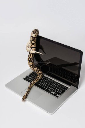 Photo for Real python snake and laptop computer. Concept of using high-level programming language for software engineering. - Royalty Free Image