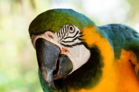 Téléchargez les photos : Gros plan du perroquet à aras bleu et jaune dans la jungle - en image libre de droit