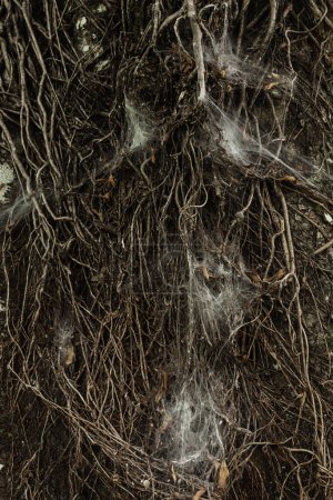 Photo for Background texture of dry dark tree roots with a lot of spider's web - Royalty Free Image