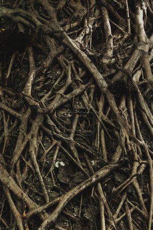 Photo for Background  texture of dry dark tree roots - Royalty Free Image