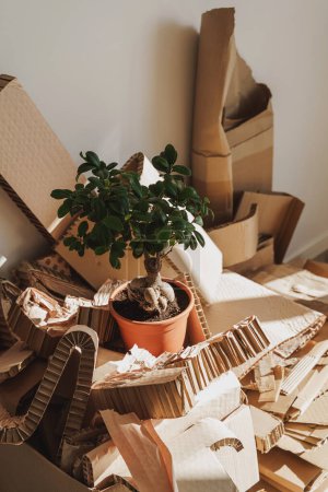 Foto de Stack of Cardboard Waste and Ficus potted plant in home. Conceptos de reciclado de papel y clasificación de residuos y árboles de ahorro. - Imagen libre de derechos