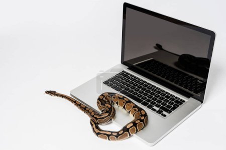 Téléchargez les photos : Un vrai serpent python et un ordinateur portable. Concept d'utilisation d'un langage de programmation de haut niveau pour le génie logiciel. - en image libre de droit