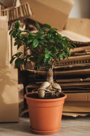 Photo for Stack of Cardboard Waste and Ficus potted plant at home. Concepts of Paper Recycling and Waste Sorting and Saving Trees. - Royalty Free Image