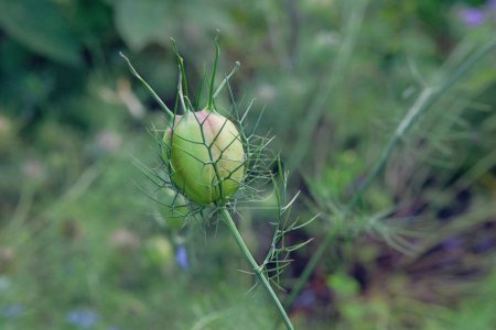 Foto de La semilla de Nigella está creciendo en el jardín. Semillas en el jardín rural. Planta medicinal. Cultivado. - Imagen libre de derechos
