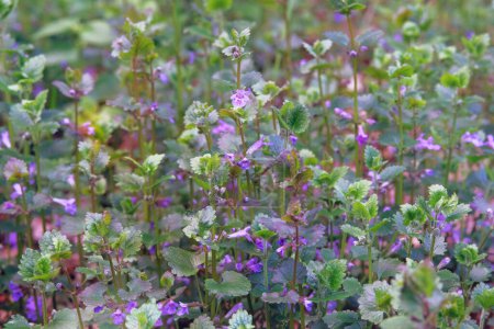 Nepeta cataria in farming and harvesting. Growing herb at home. Rustic farm garden. Sunny day.