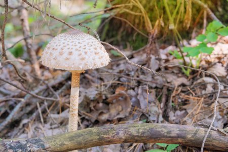 Macrolepiota procera. Season of mushrooms in forest. Nature of autumn forest. Collect of forest mushrooms. Sunny day.