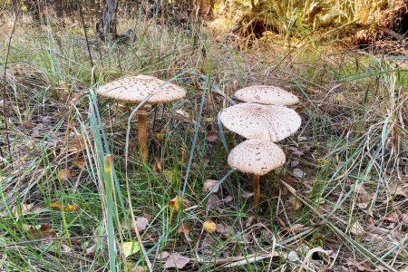 Macrolepiota procera. Nature of autumn forest. Season of mushrooms in forest. Collect of forest mushrooms. Sunny day.