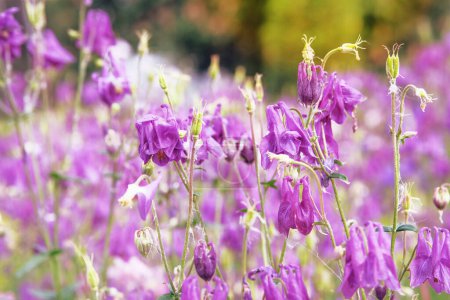 Téléchargez les photos : Aquilegia vulgaris fleurit avec des pétales clairs et brillants. Printemps fond flou de la nature. Chaîne de montagnes basses. - en image libre de droit