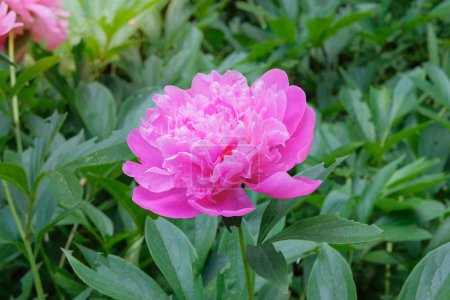Peony is growing in garden. Shrubby plant. Cultivated for its romantic pink flowers.